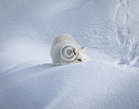 Arctic Fox in heavy snow
