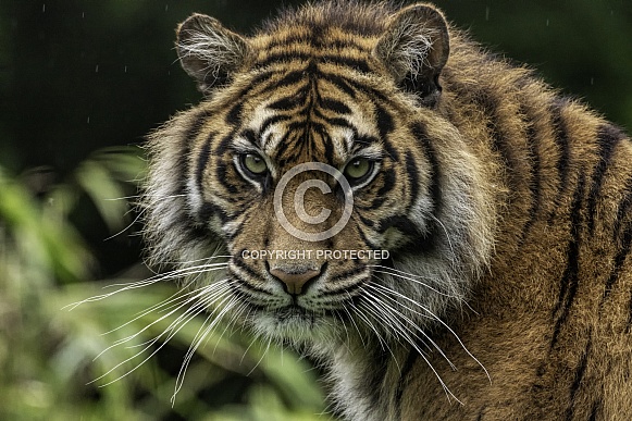 Sumatran Tiger Close Up Looking At Camera