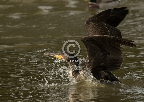 Juvenile Cormorant Taking Off