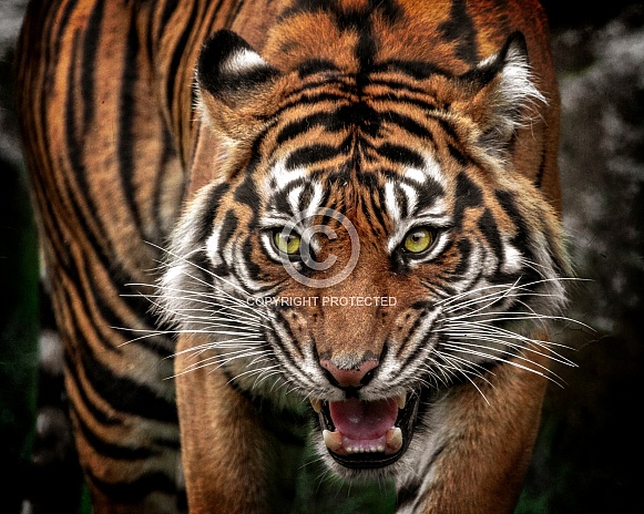 Sumatran Tiger-Approach With Caution