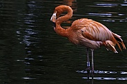 Caribbean Flamingo Standing In Water Full Body