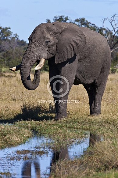 Young male African Elephant