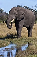 Young male African Elephant