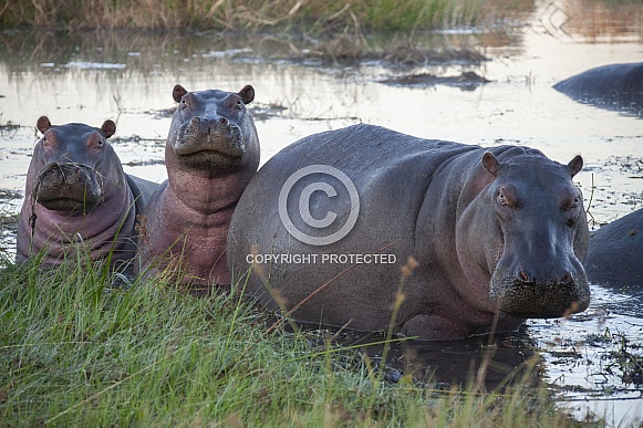 Pod of Hippopotamus - Botswana