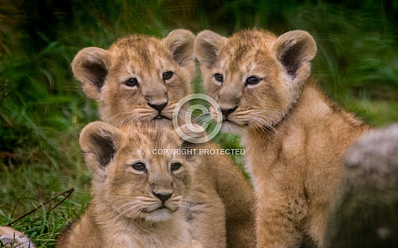 Triplet Lion Cubs