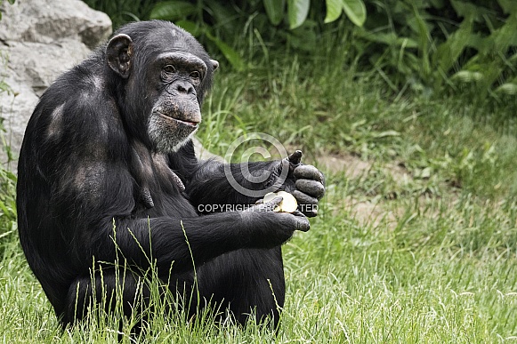 Chimpanzee Full Body Sitting