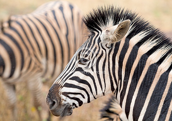 Zebra Kruger RSA
