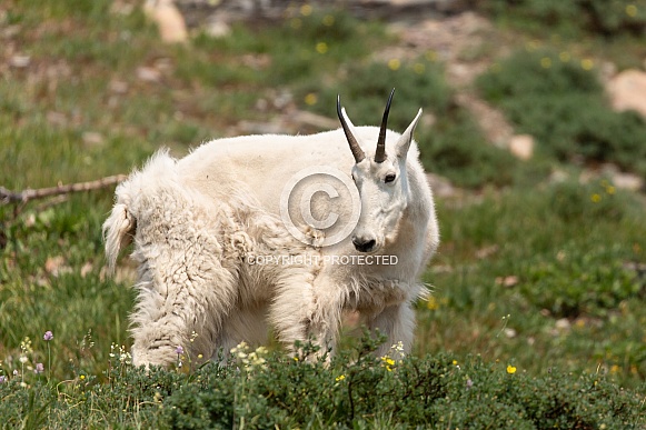 Mountain Goat, Oreamnos Americanus