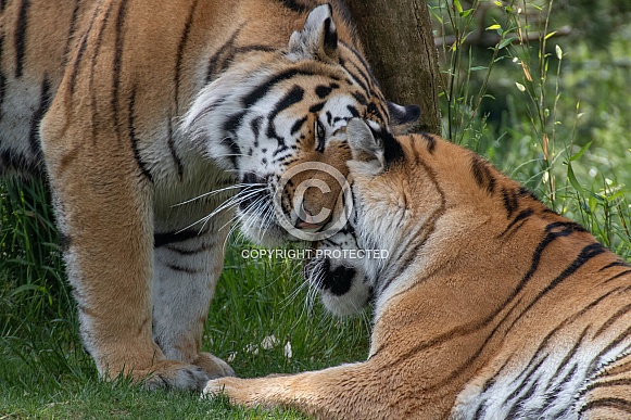 Siberian Tigers(Panthera Tigris Altaica)