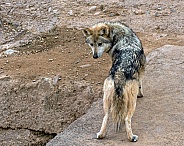 Mexican Grey Wolf - Female
