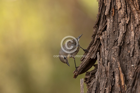 Yellow Rumped Warbler, Setophaga coronata