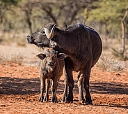 African Buffalo Mother And Calf