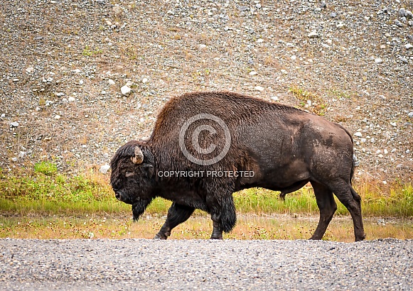 Bison standing beside the Alaska Highway
