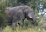 African Elephant - Okavango Delta - Botswana
