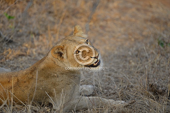 African Lioness (wild)