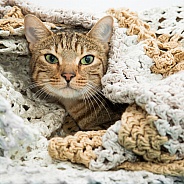 Tabby Cat in Blanket