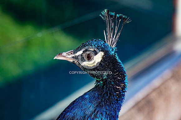 Male Peacock or Peafowl