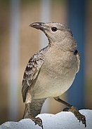 Male Great Bowerbird