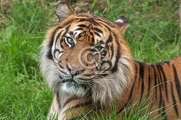 Sumatran Tiger Lying Down Close Up