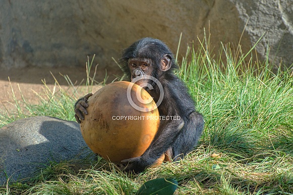 Baby Bonobo and Ball