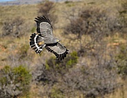 Gymnogene/African Harrier Hawk