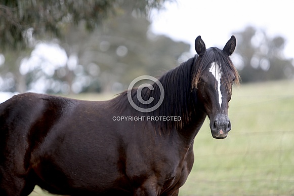 Black Australian Stock Horse Mare