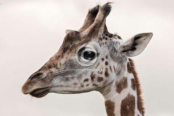 Young Giraffe Side Profile Head Shot