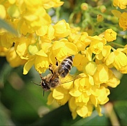 Bee On Yellow Flowers