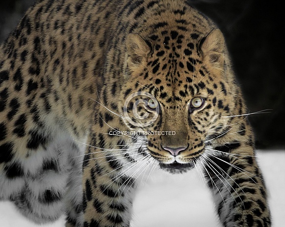 Amur Leopard-Endangered