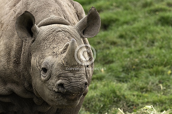 Young Black Rhino Close Up