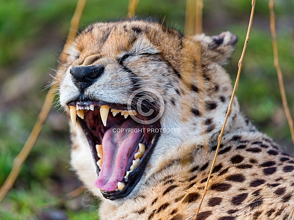 Cheetah Yawning Growling