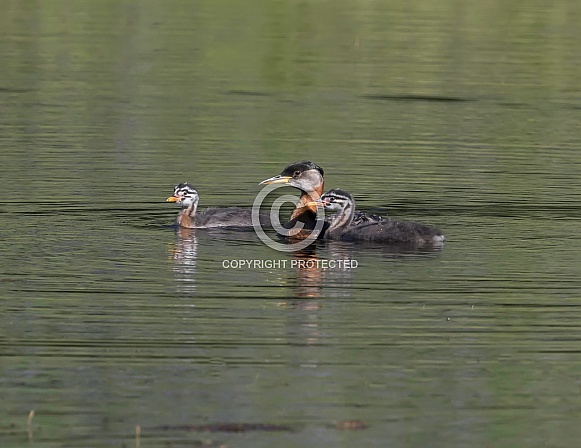 Red-necked Grebe with Chicks in Alaska