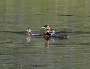 Red-necked Grebe with Chicks in Alaska