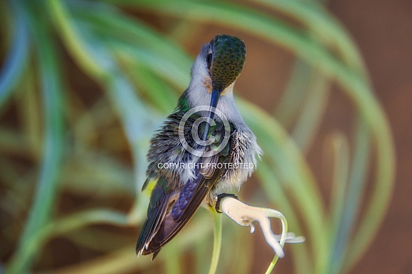 Hummingbird - Grooming Time