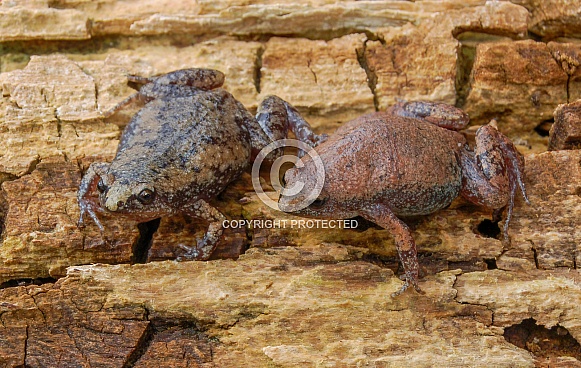 male and female Eastern narrow mouth toad ( Gastrophryne carolinensis)