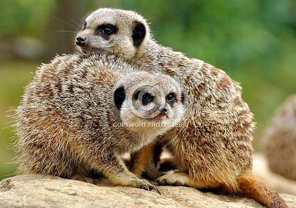 meerkat duo