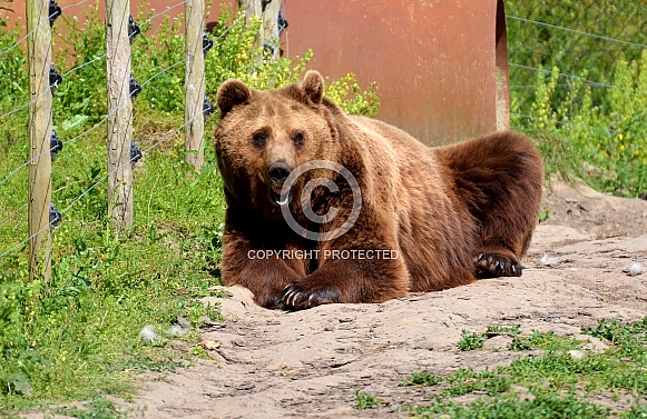 European Brown Bear