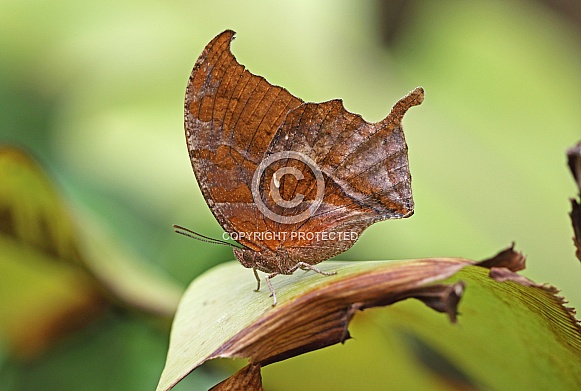 Noble Leafwing