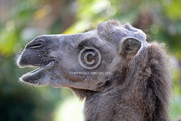 Camel (Camelus bactrianus)