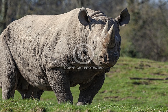 Black rhinoceros - Botswana