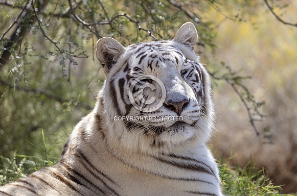 Close up of a white tiger resting