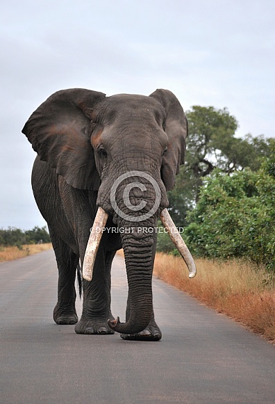 Elephant (Tusker)