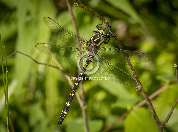 Twin-spotted Spiketail