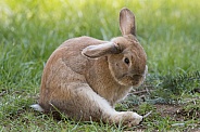 Barnyard Rabbit