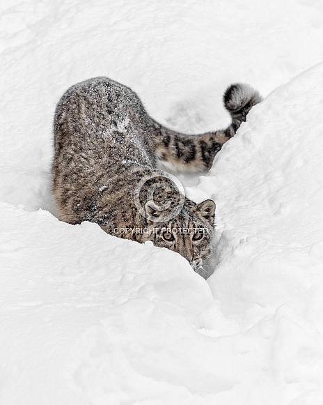 Snow Leopard- On The Prowl