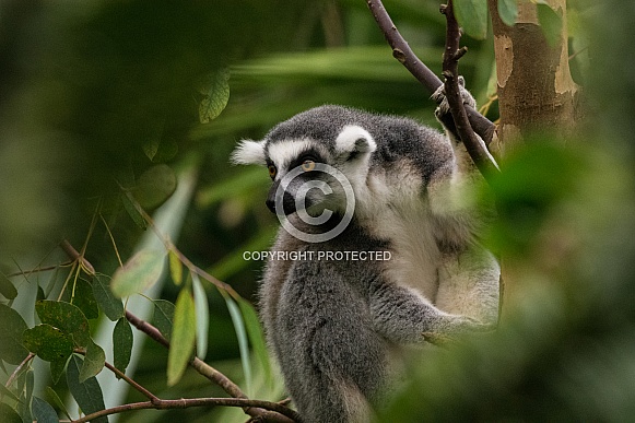Ring tailed lemur