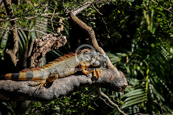 Iguana in South Florida