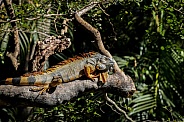 Iguana in South Florida