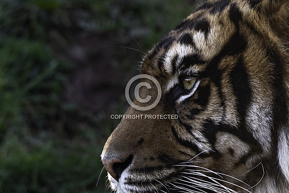 Close Up Sumatran Tiger Eye