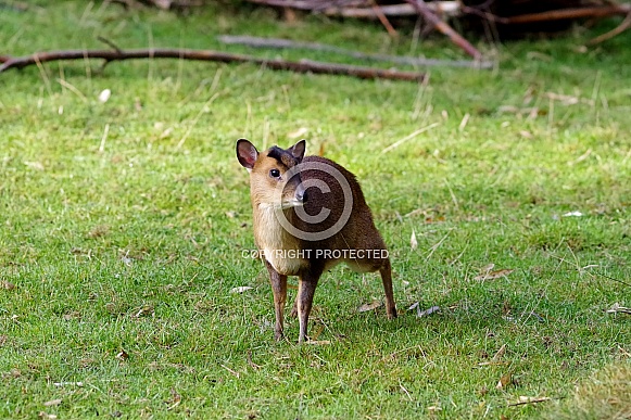 Young Reeves' muntjac